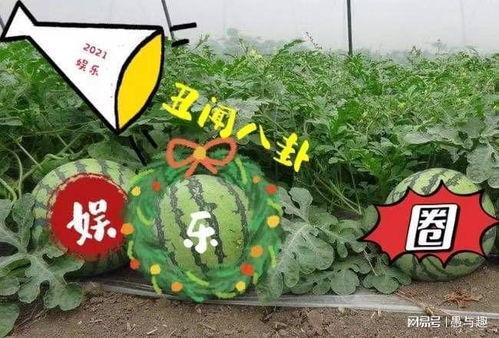 娱乐吃瓜大瓜,独家揭秘明星们的幕后故事  第3张